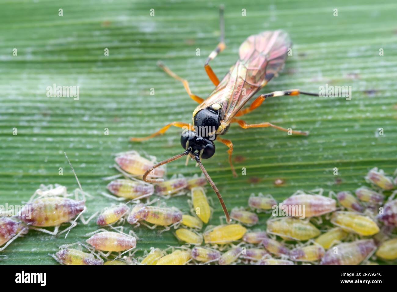 Bee insects in the wild, North China Stock Photo - Alamy