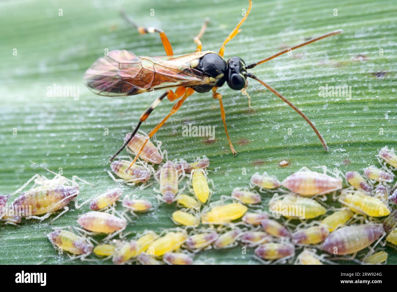 Bee insects in the wild, North China Stock Photo - Alamy