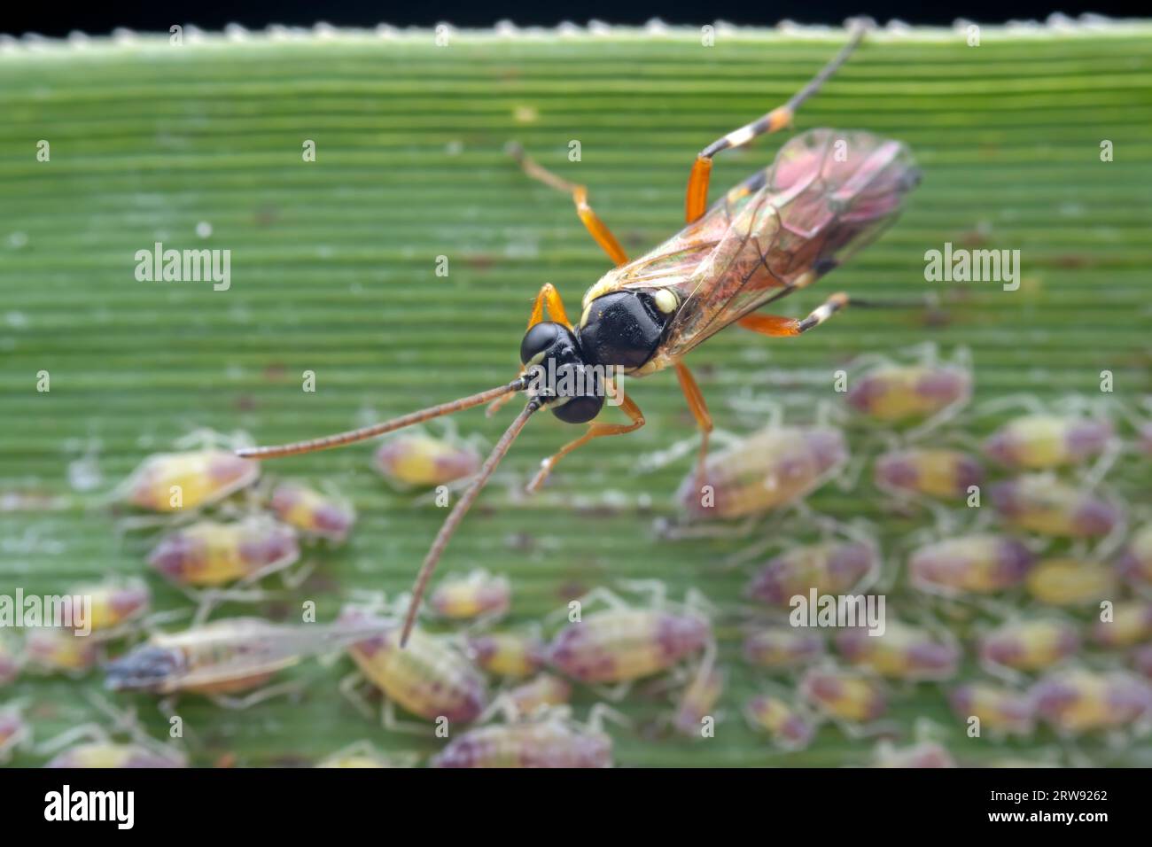 Bee insects in the wild, North China Stock Photo - Alamy