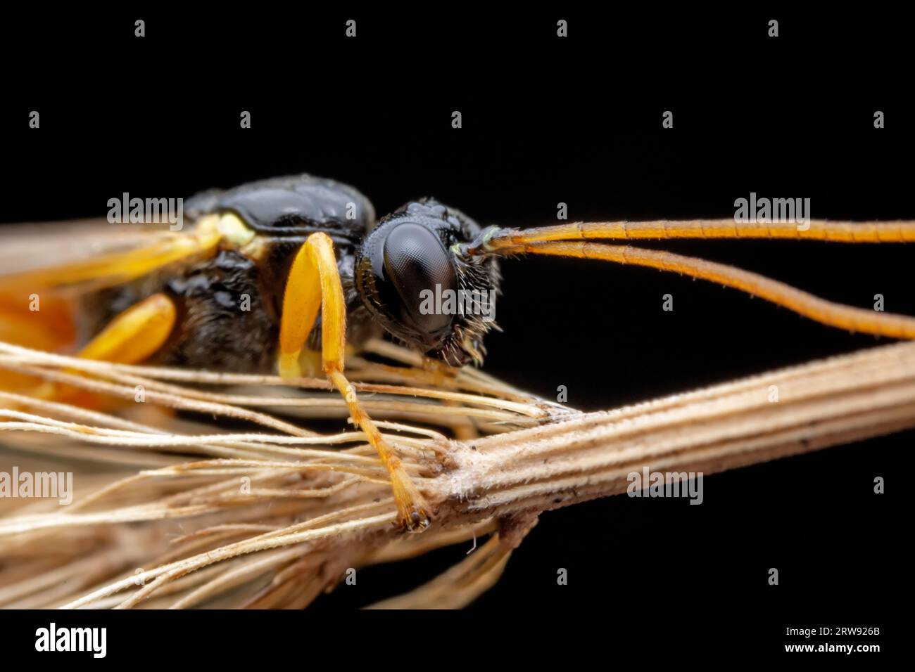 Bee insects in the wild, North China Stock Photo - Alamy