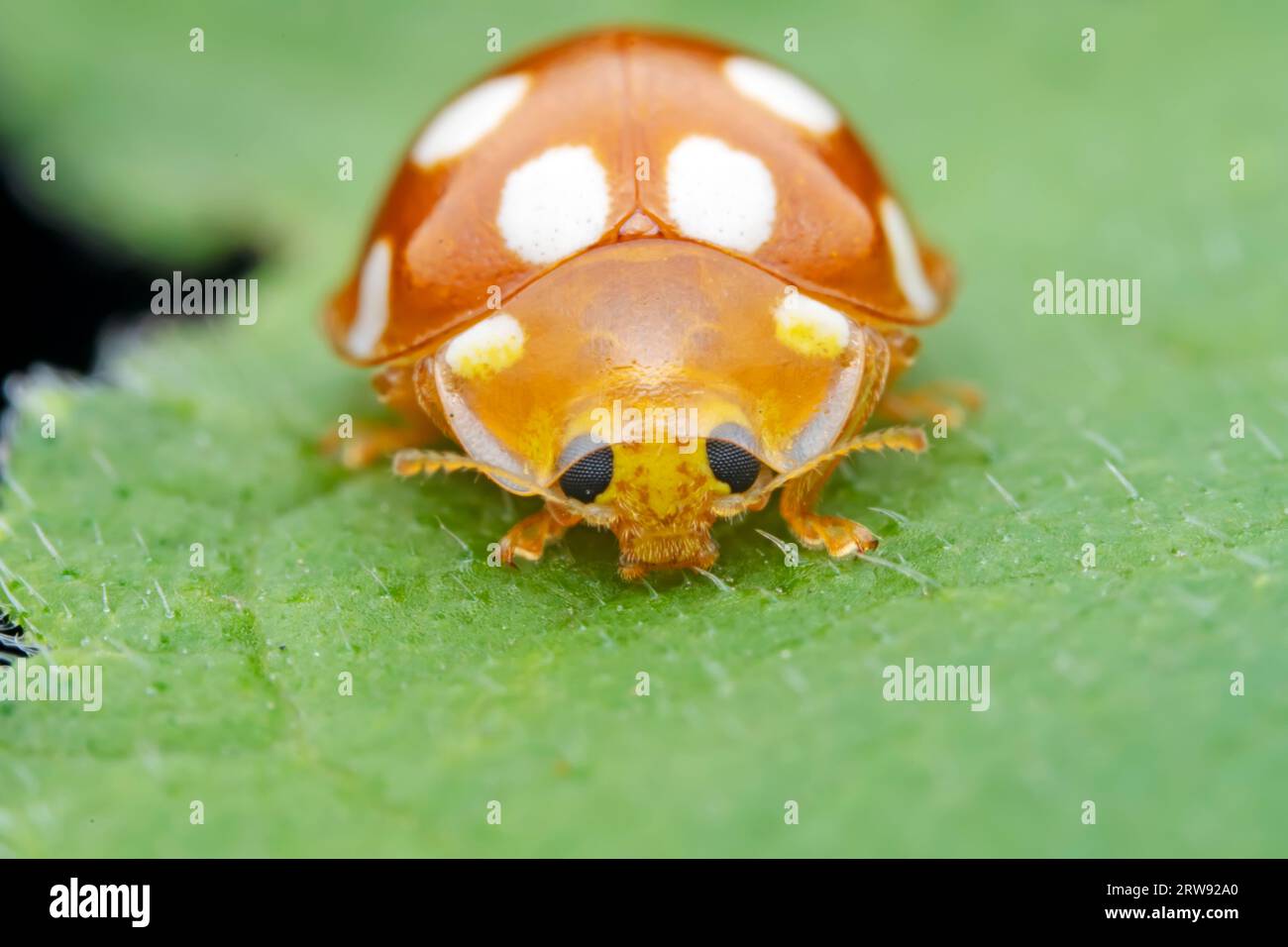 Ladybugs on wild plants, North China Stock Photo - Alamy