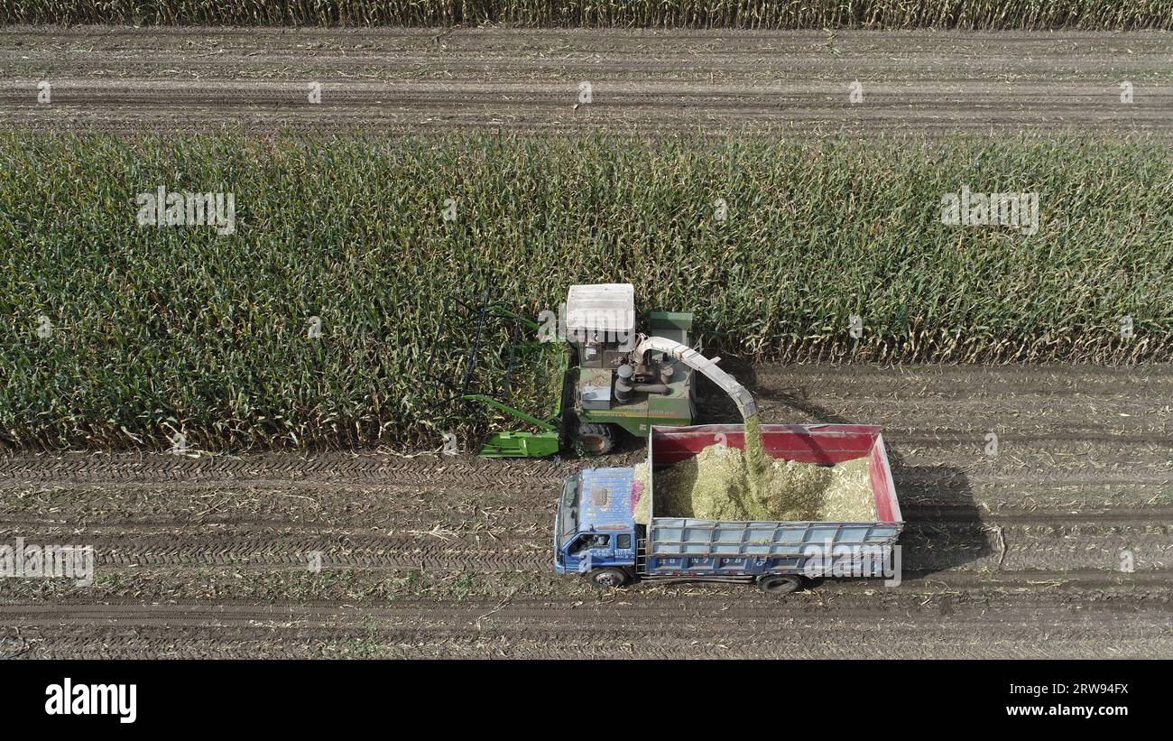 Farmers in northern China drive a self-propelled green feed harvester to harvest silage corn, aerial photos Stock Photo
