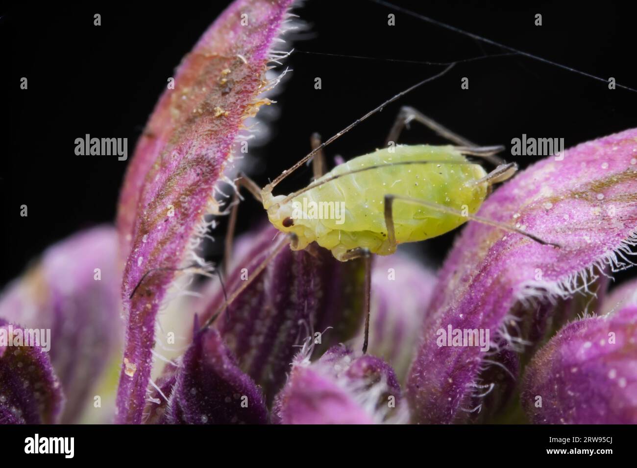 Aphids in the wild, North China Stock Photo Alamy