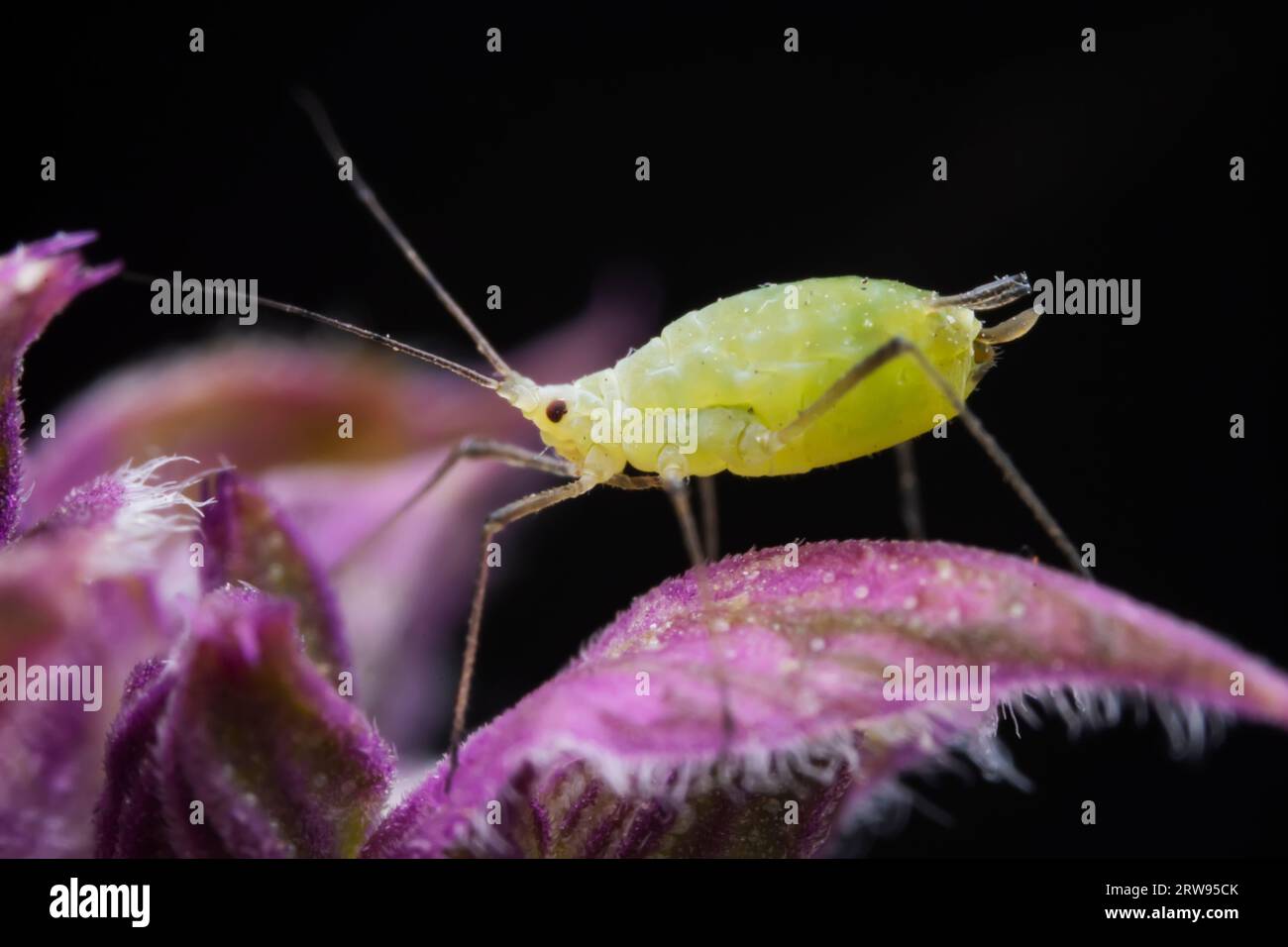 Aphids in the wild, North China Stock Photo Alamy