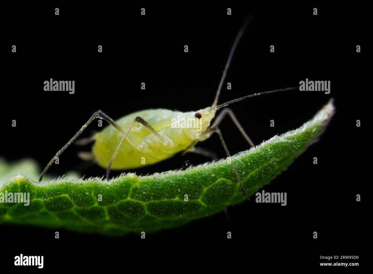 Aphids in the wild, North China Stock Photo Alamy