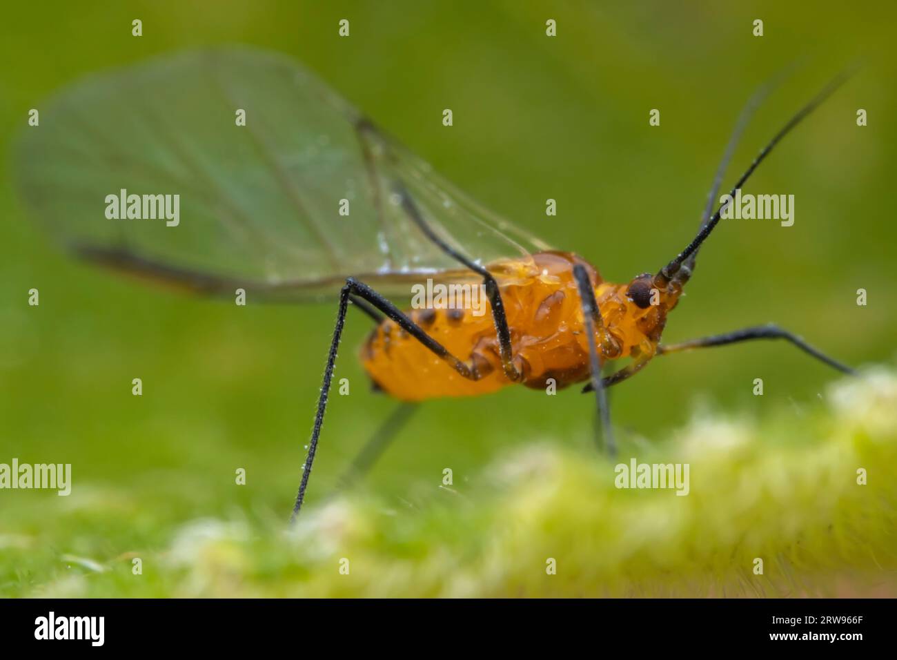 Aphids in the wild, North China Stock Photo Alamy