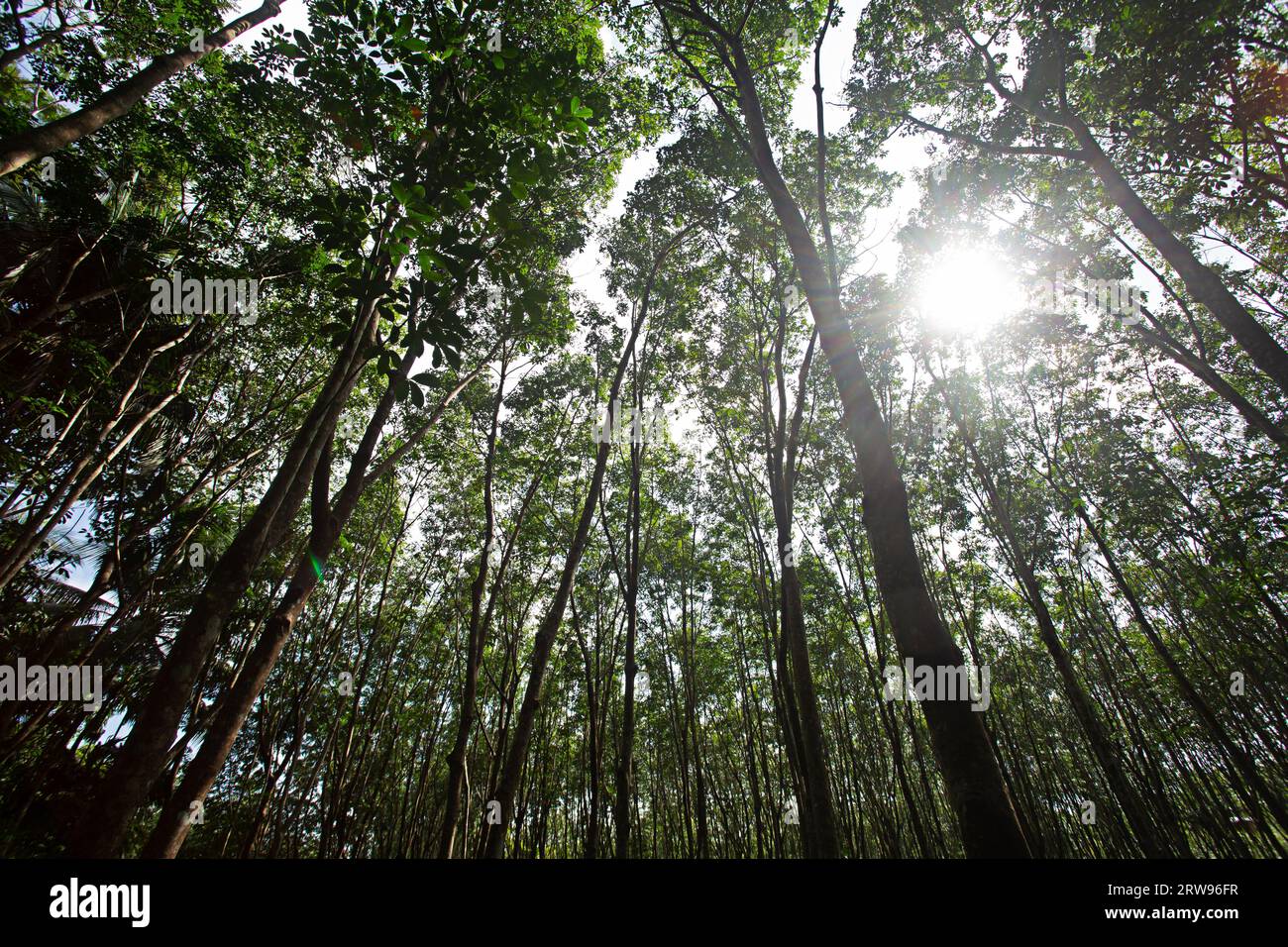 Gaze up at the beautiful rubber trees and deciduous forests. Stock Photo