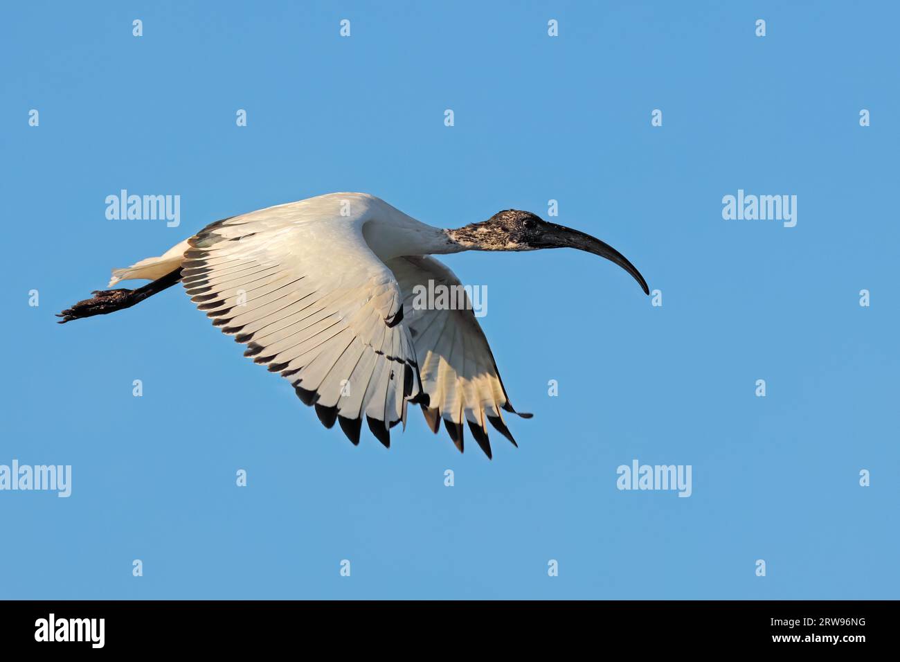 An African sacred Ibis (Threskiornis aethiopicus) in flight with open wings, South Africa Stock Photo