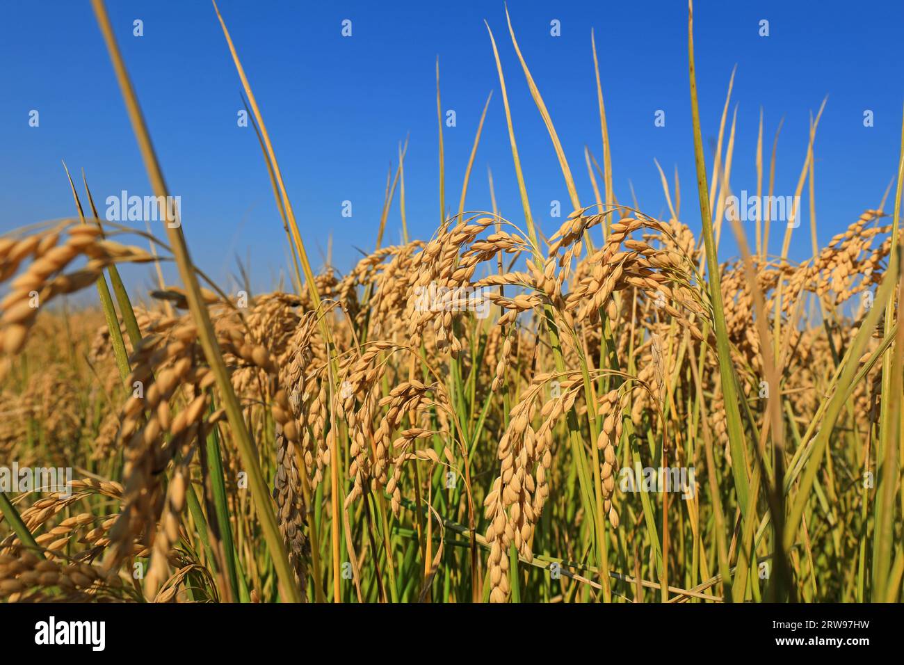 Mature rice ears are on a farm in North China Stock Photo - Alamy