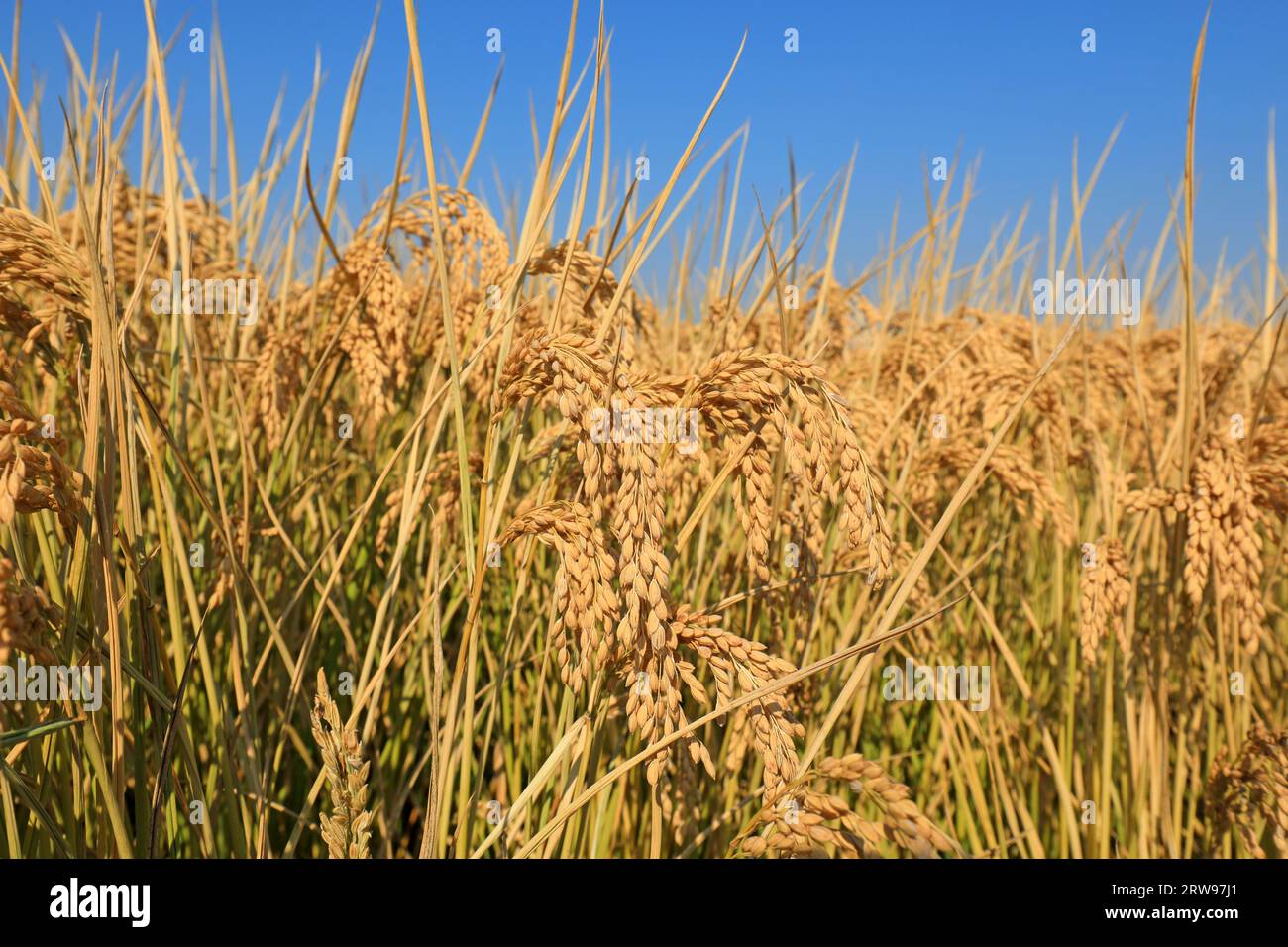 Panicle rice plant hi-res stock photography and images - Alamy