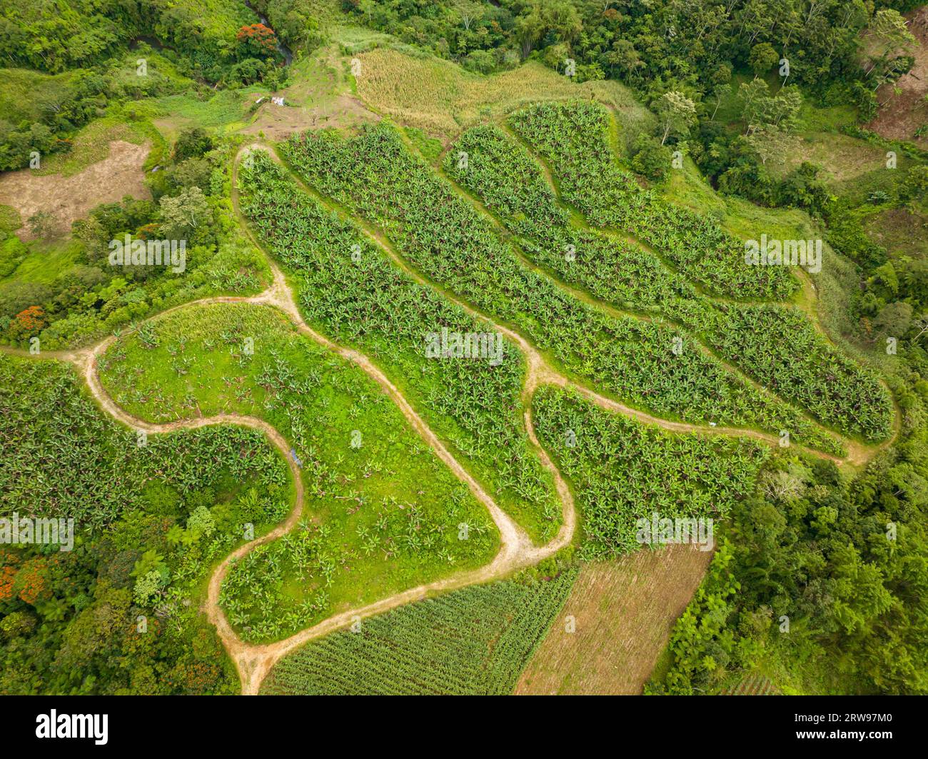 Agricultural land with banana plantation. Mindanao, Philippines Stock