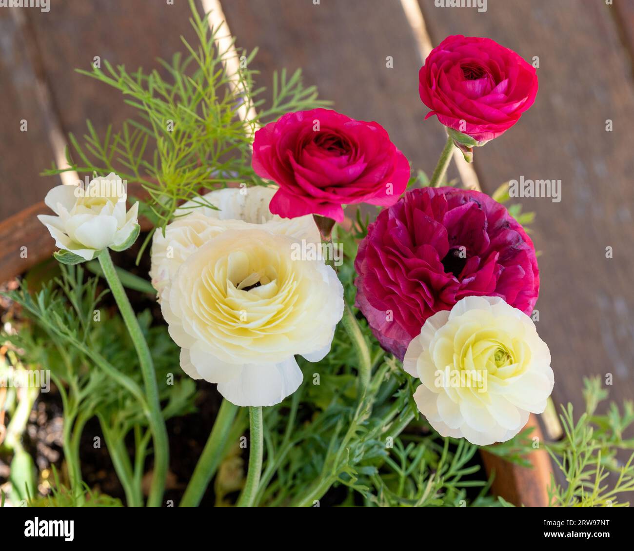 Dark pink and white Ranunculus or Buttercup flowers blooming and growing in a pot in an Australian garden Stock Photo