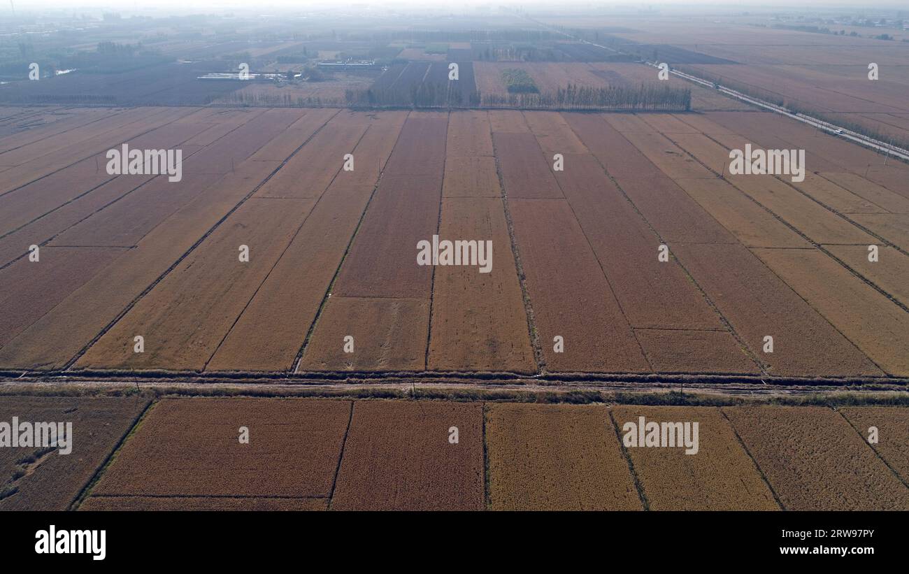 Rice fields, autumn scenery aerial photos, North China Stock Photo - Alamy