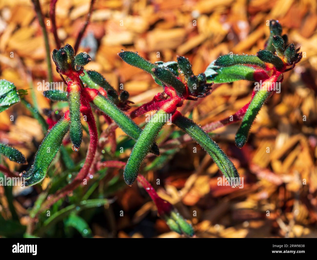 Kangaroo Paw plant flowers, Anigozanthos Mangllesii, ‘The Wiz’ green
