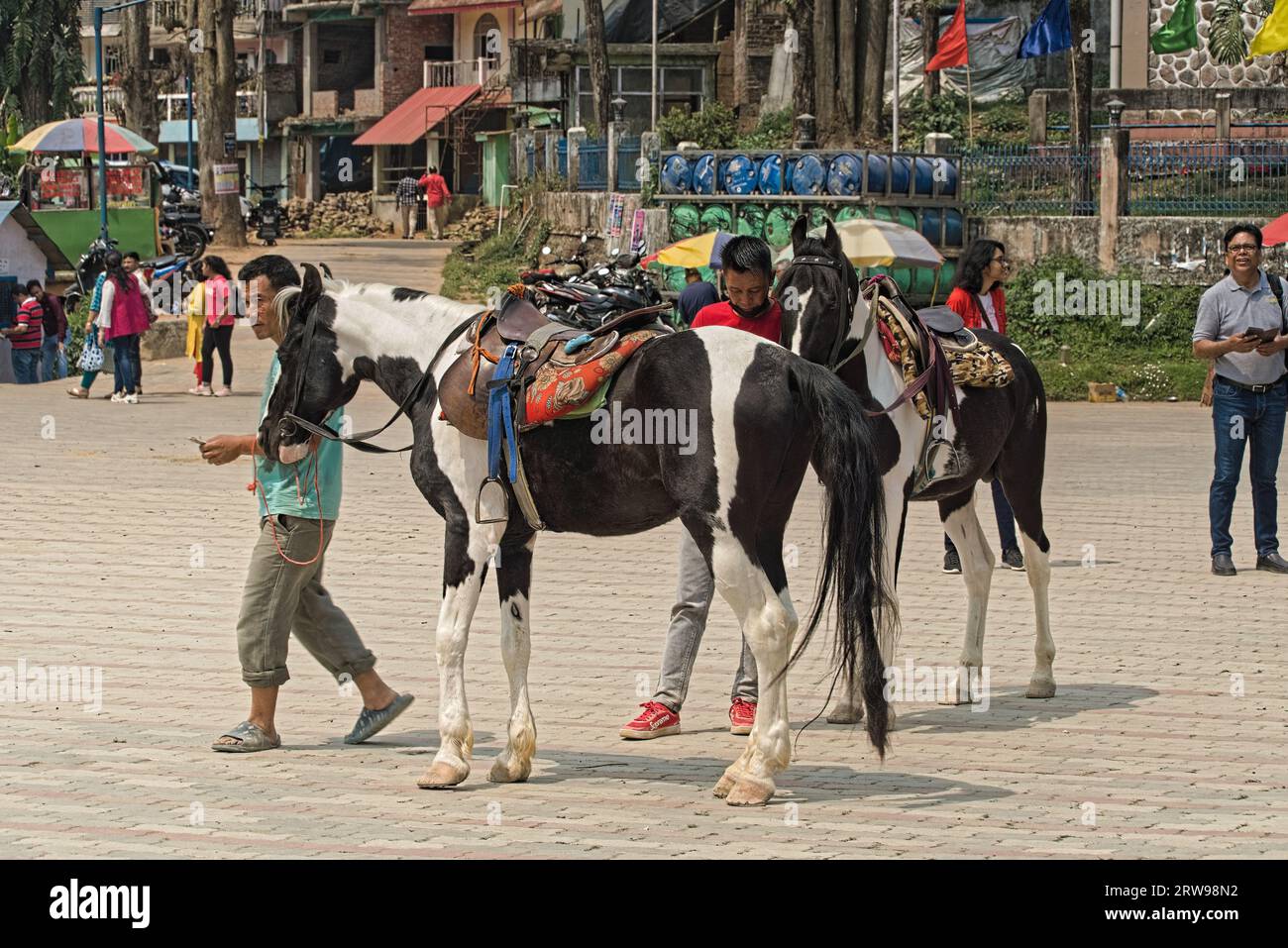 04.15.2023. Mirik, west bengal, India horses prepared for ride by their owners Stock Photo