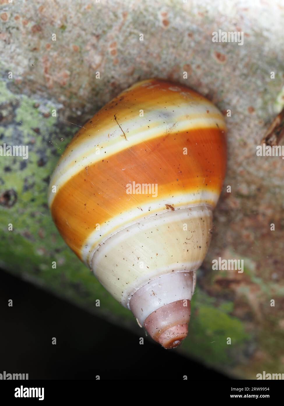 Snail identified as Liguus fasciatus roseatus in Everglades National