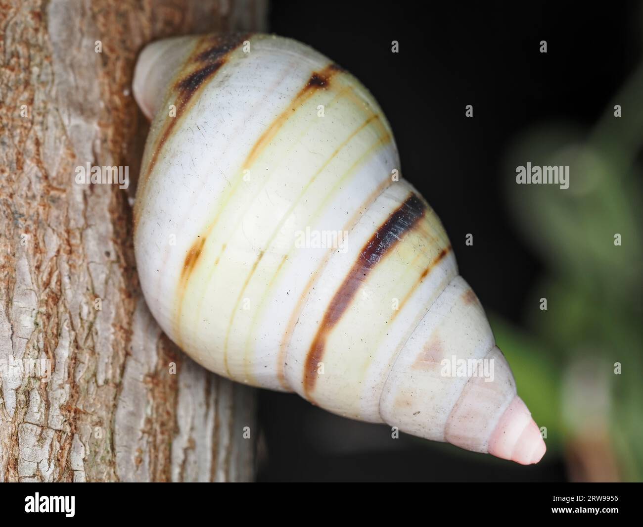 Tree snail identified as Liguus fasciatus walkeri in Everglades