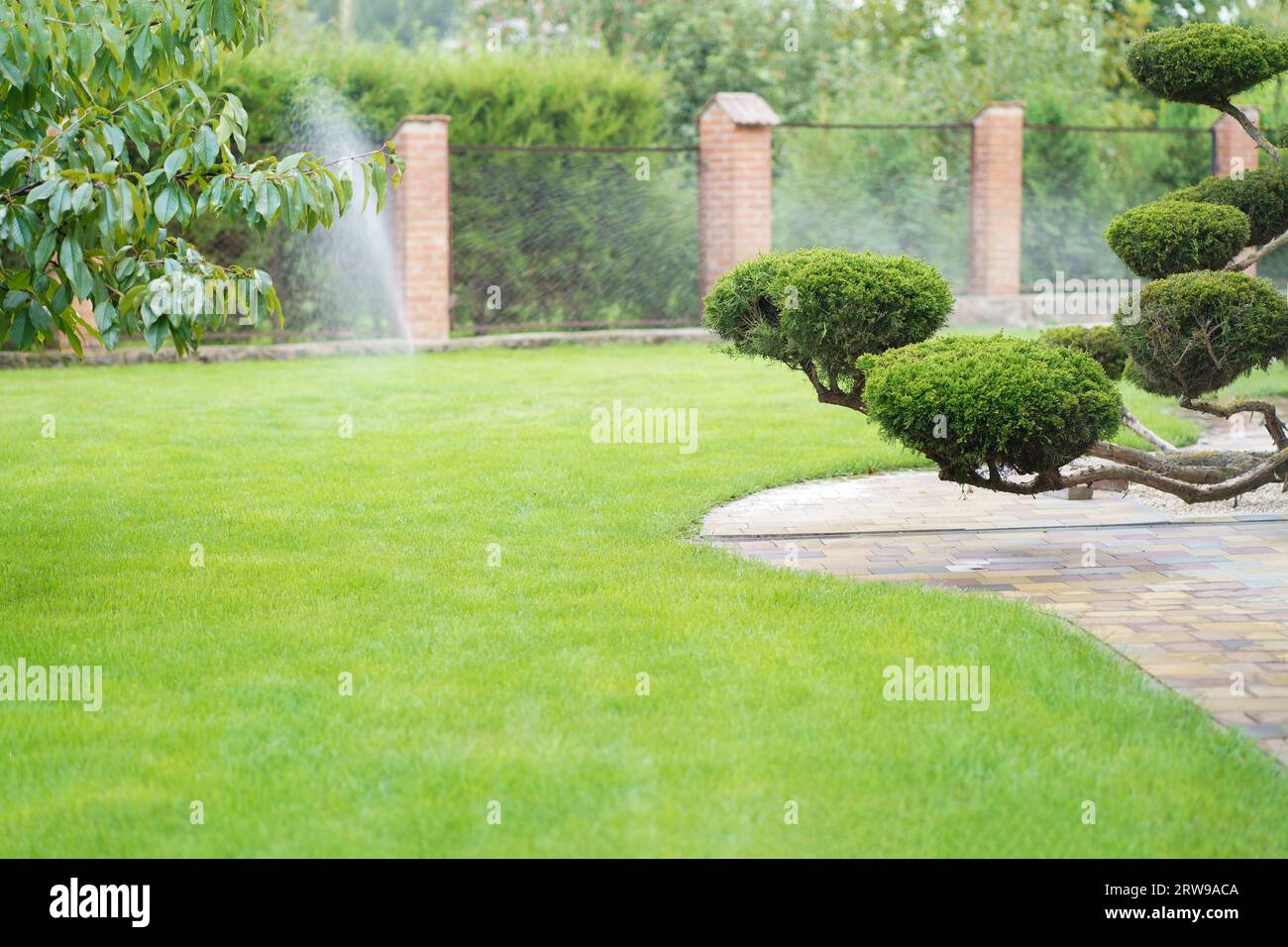 watering system for coniferous plants. Underground or in ground irrigation system. Water