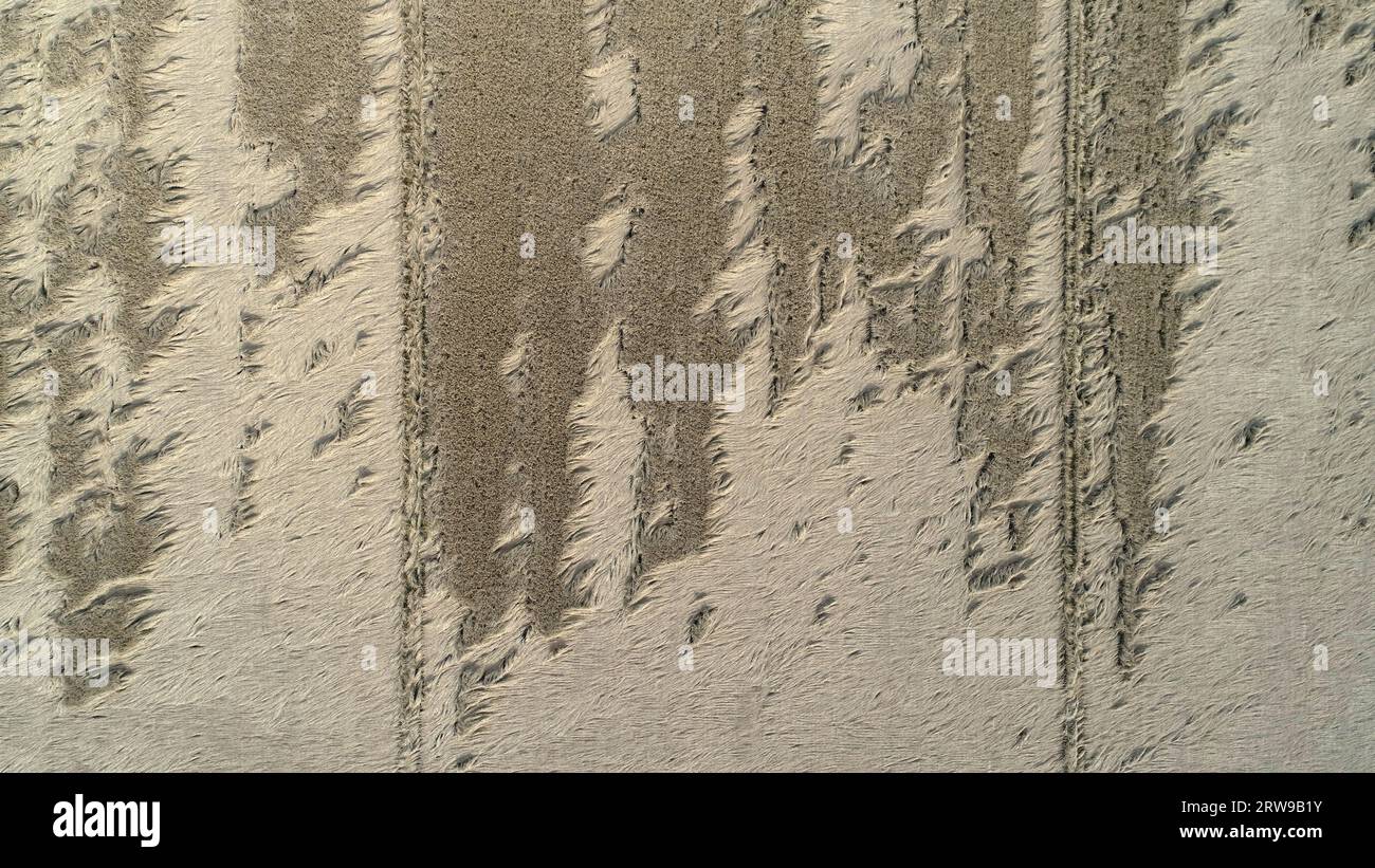 Texture Rice Building Rice field toppled by wind disaster, aerial photo of rice field texture ...