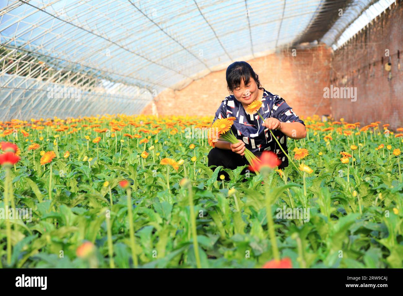 Luannan County, China - July 31, 2019: Flower growers are collecting African chrysanthemum in the garden, Luannan County, Hebei Province, China Stock Photo