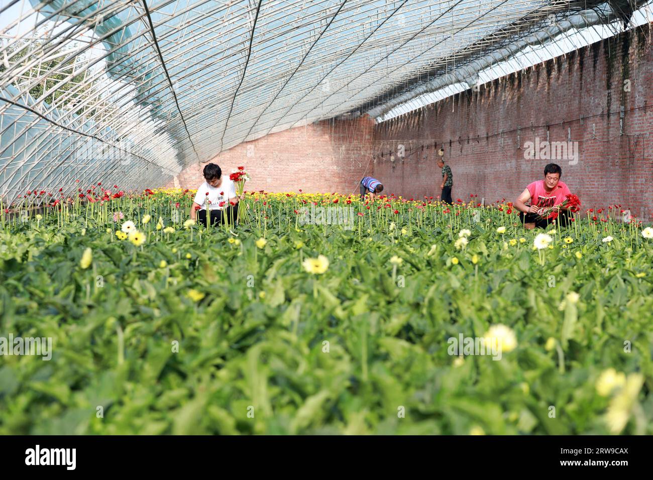 Luannan County, China - July 31, 2019: Flower growers are collecting African chrysanthemum in the garden, Luannan County, Hebei Province, China Stock Photo
