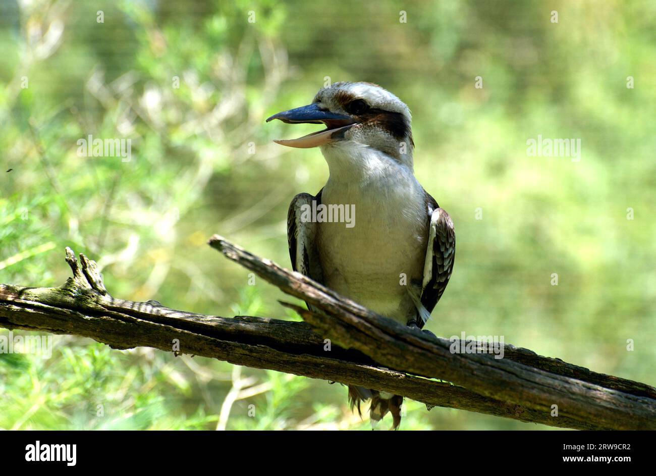 A Kookaburra laughing - at me? The Laughing Kookaburra (Dacelo Gigas) is an Australian icon, its raucous laughter echoing through the bush. Stock Photo