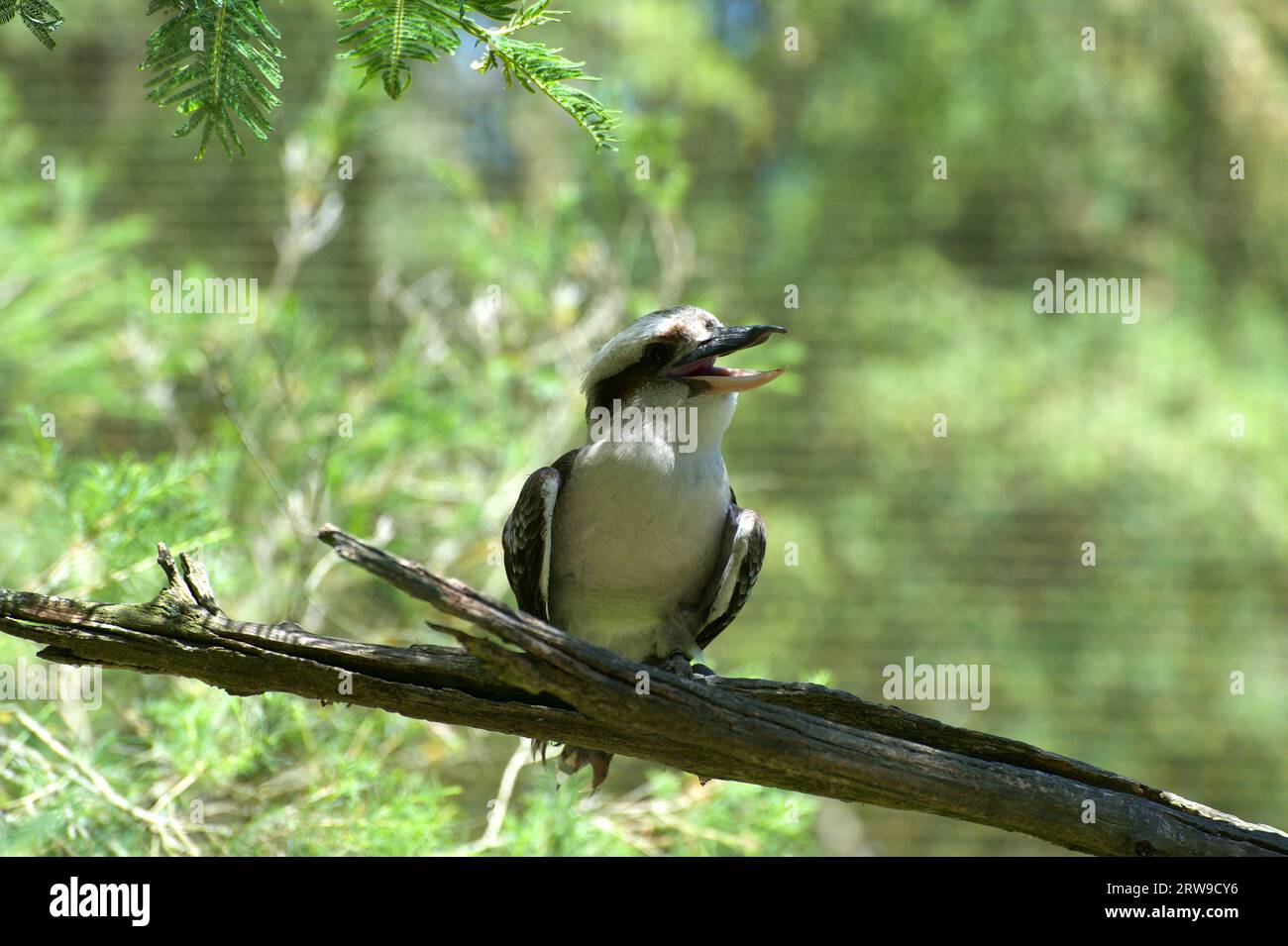 A Kookaburra laughing - at me? The Laughing Kookaburra (Dacelo Gigas) is an Australian icon, its raucous laughter echoing through the bush. Stock Photo