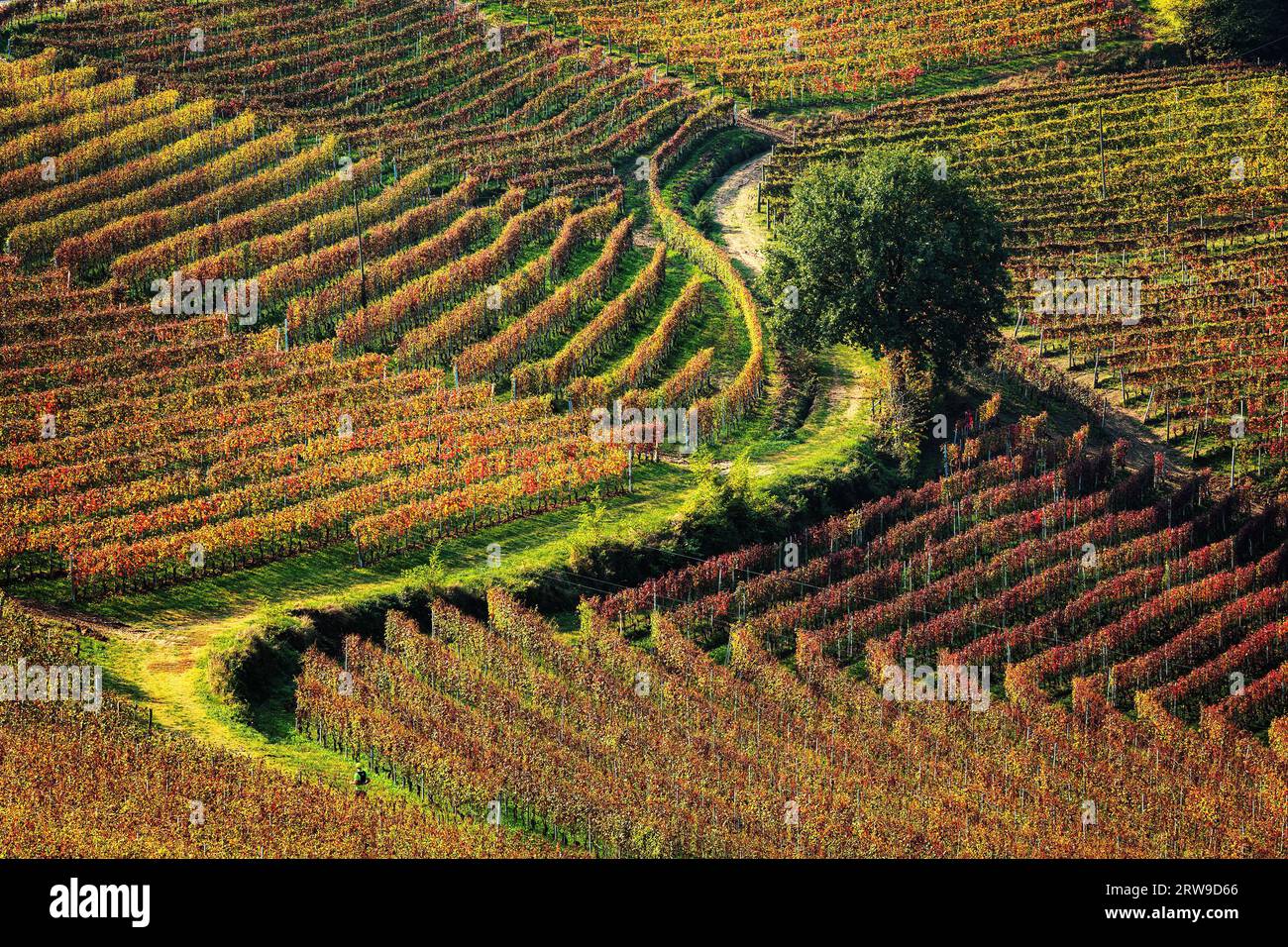 Rural road among colorful autumnal vineyards grow on the hill in Piedmont, Italy. Stock Photo