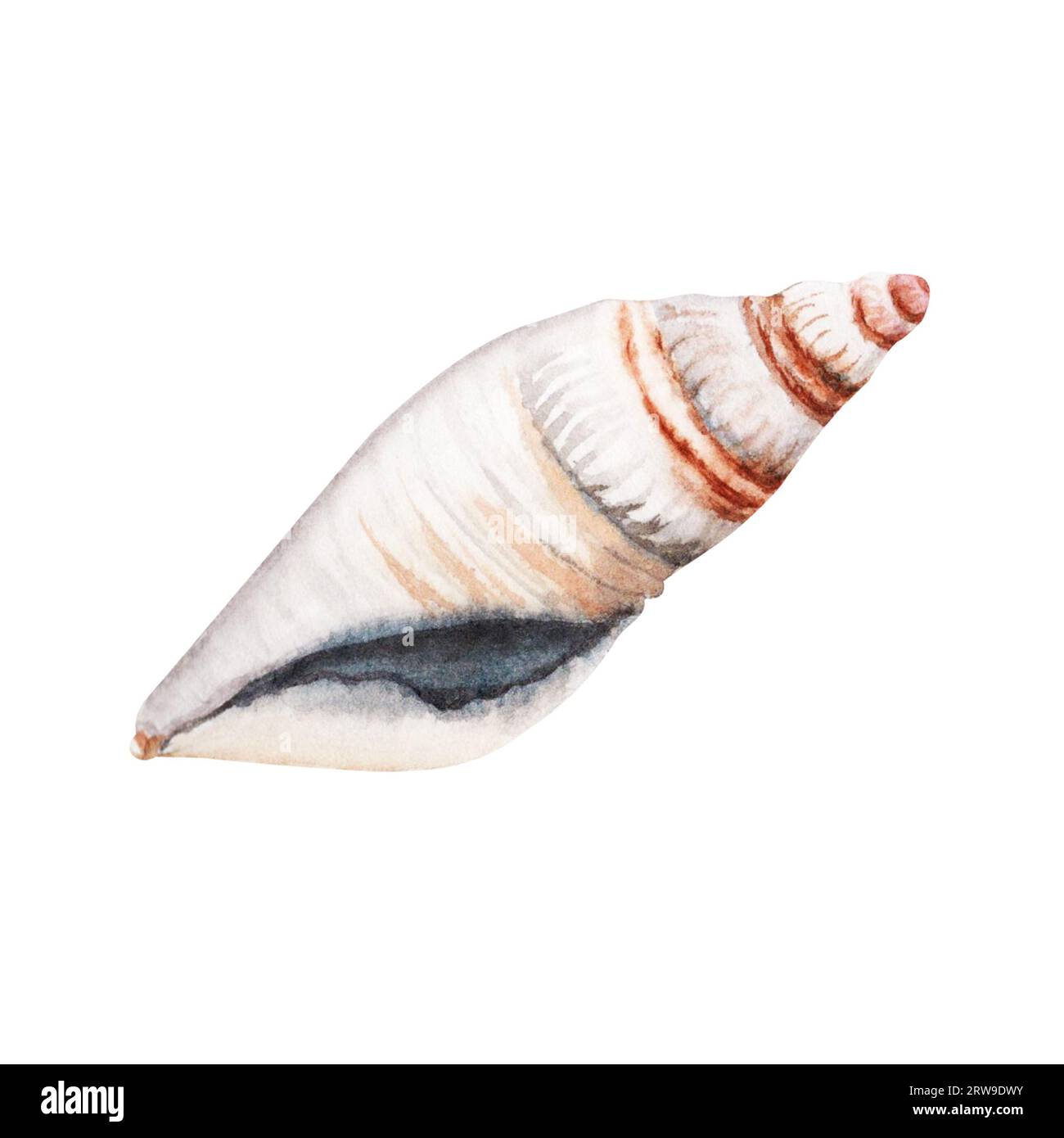 Watercolor seashell illustration isolated on white background. Hand ...