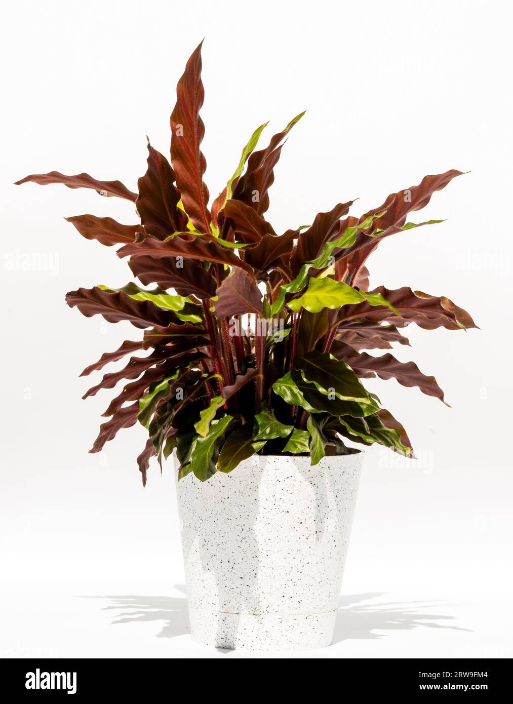 Indoor plant in a flower pot, isolated on a white background. Goeppertia rufibarba, Calathea rufibarba, the furry feather or velvet calathea Stock Photo