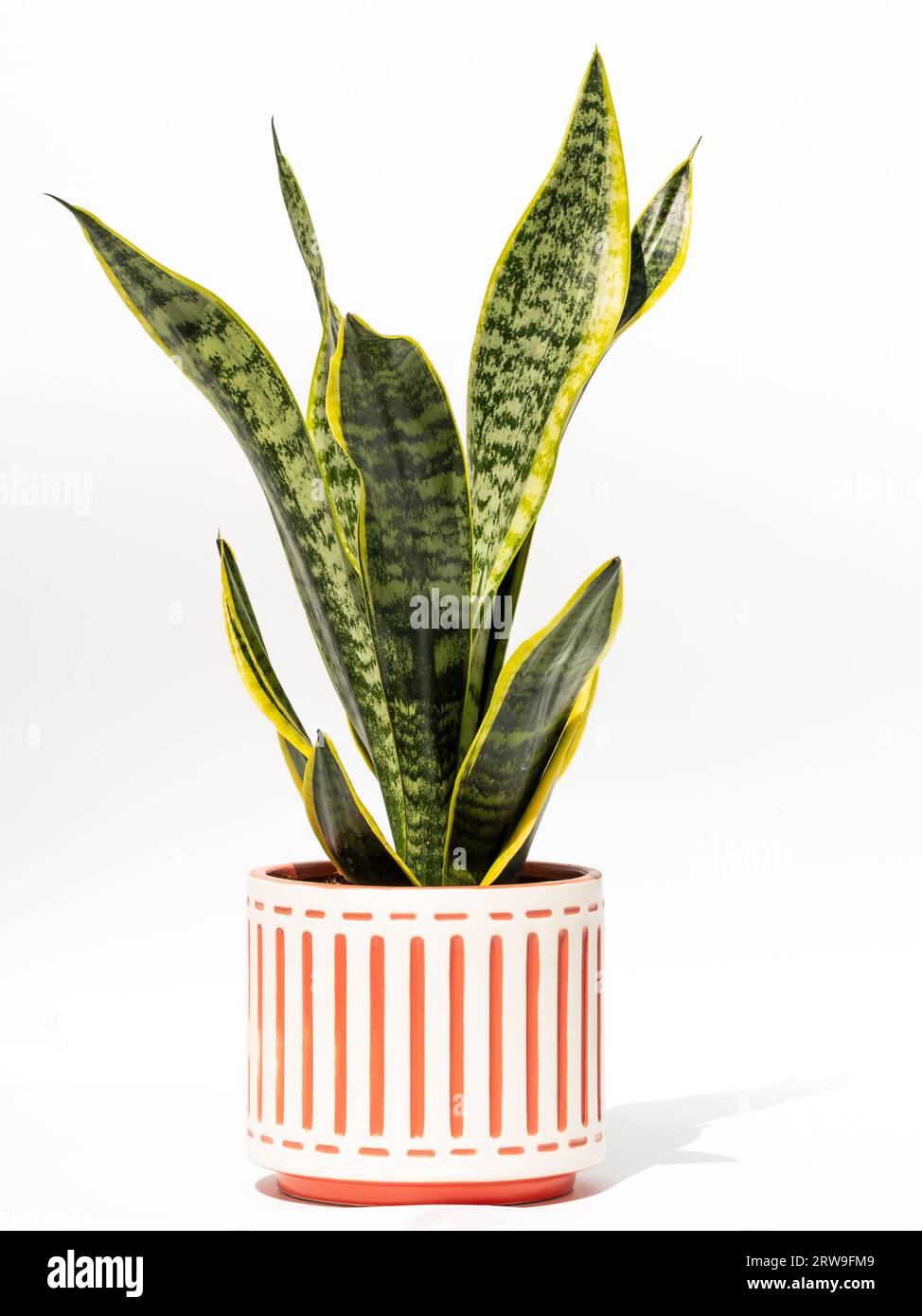Indoor plant in a flower pot, isolated on a white background. Snake plant. Saint George's sword, mother-in-law's tongue, viper's bowstring hemp. Draca Stock Photo