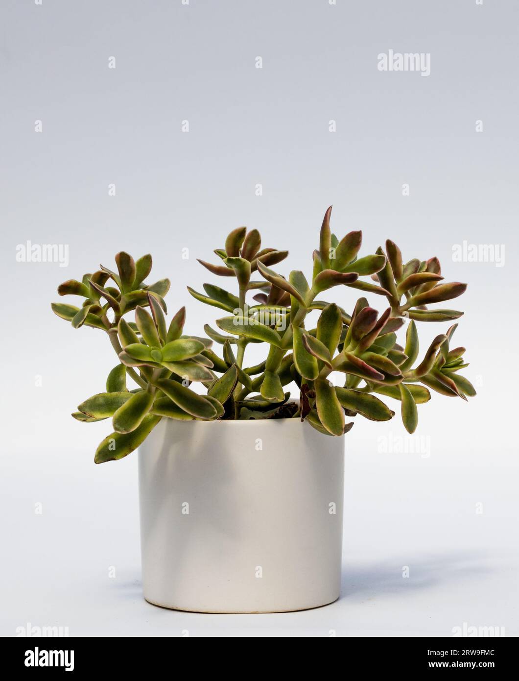 Indoor plant in a flower pot, isolated on a white background. Sedum Adolphii,  Crassulaceae Stock Photo