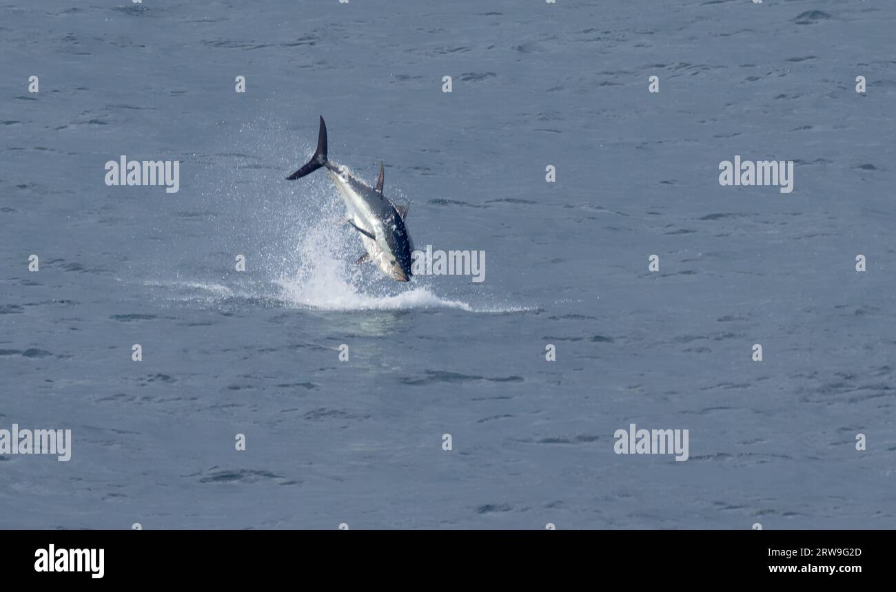 Bluefin Tuna Uk Hi res Stock Photography And Images Alamy