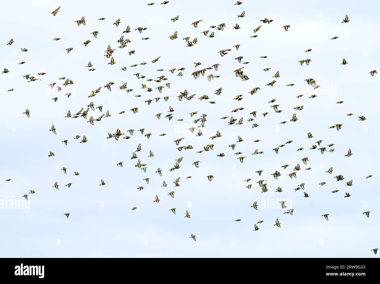 A colourful flock of Goldfinches (Carduelis carduelis) take to the skies in Cornwall Stock Photo