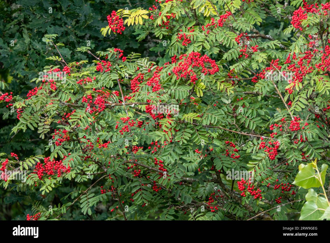 Stunning close-up of red ripe rowan berries among green leaves. Vibrant red berries against the backdrop of the leaves. Natural light, highlighting th Stock Photo