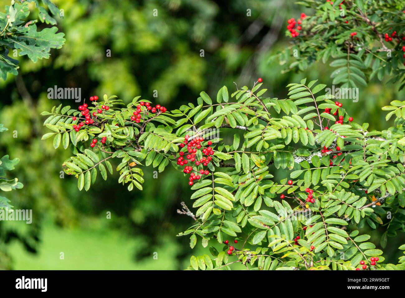 Stunning close-up of red ripe rowan berries among green leaves. Vibrant red berries against the backdrop of the leaves. Natural light, highlighting th Stock Photo