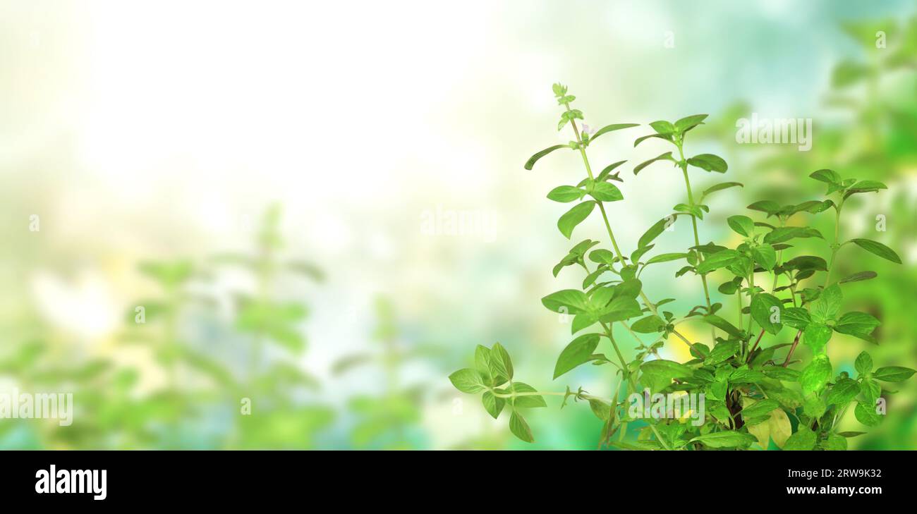 Branches of Lemon basil (Hoary basil, Ocimum africanum, Thai lemon basil). Horizontal banner with beautiful green Lao basil leaves on blurred sunny ba Stock Photo
