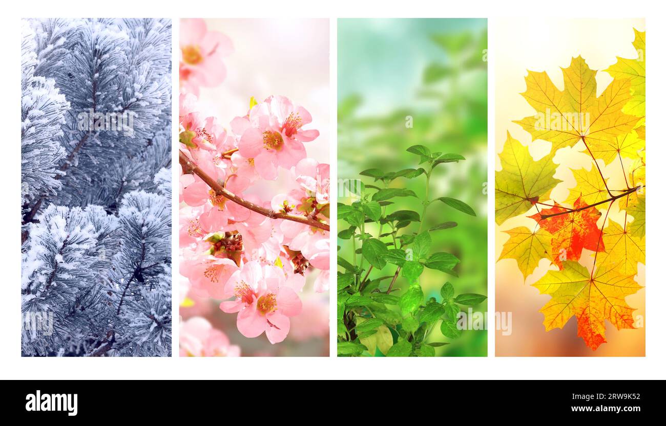 Four seasons of year. Set of vertical nature banners with winter