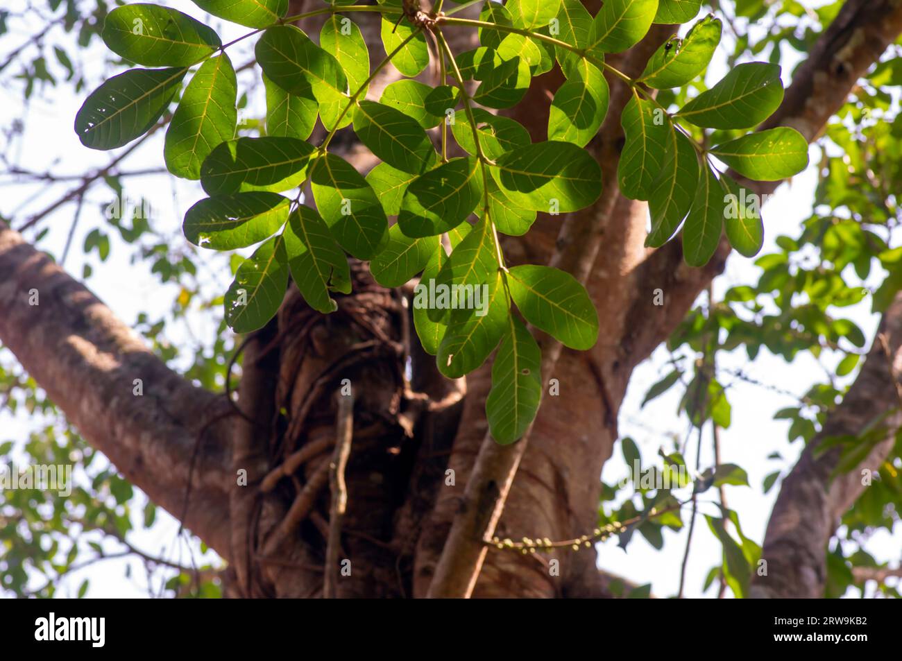 Beringin Iprik, Preh, Ficus retusa, Ficus truncata green leaves, shallow focus Stock Photo