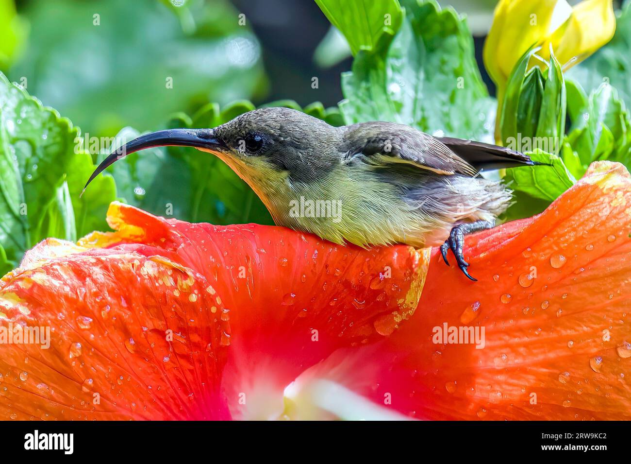 A closeup of a Loten's sunbird perched on a red flower with a blurry background Stock Photo