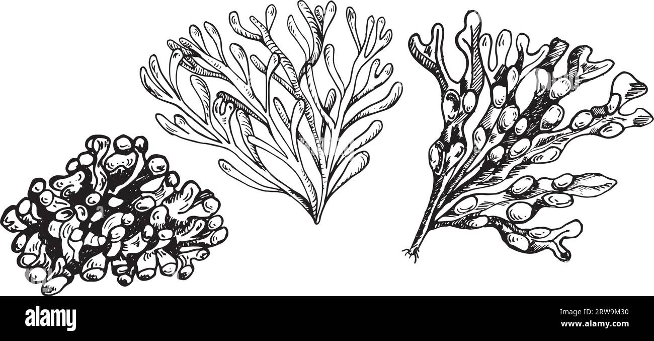 Vector sea plant ink hand drawn illustration isolated on white background. Single lithotamnia, agar agar, ascophyllum seaweed black white line. Design Stock Vector