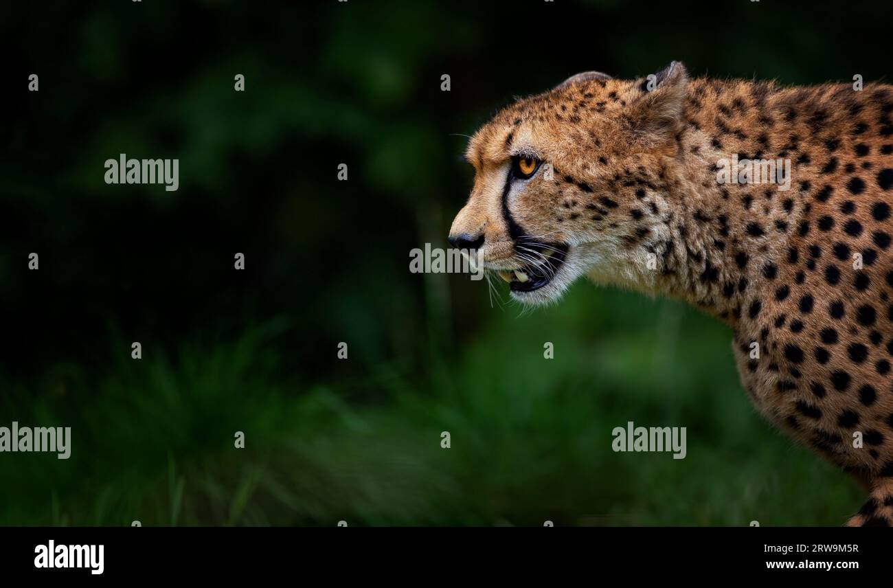 The rare gepard Acinonyx jubatus hunts for prey quietly and watches, the best photo. Stock Photo