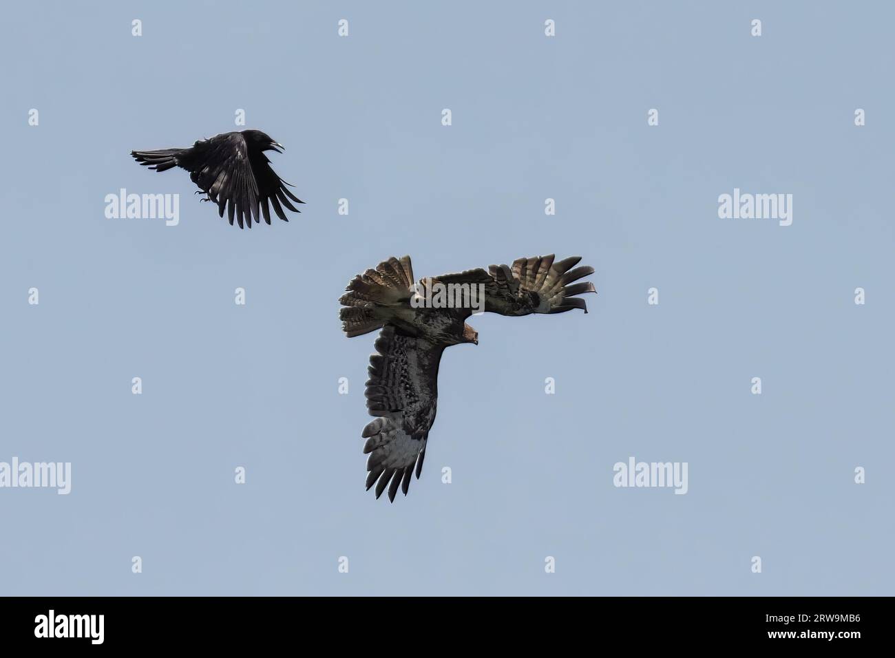 Two birds soaring through the sky in perfect unison Stock Photo - Alamy