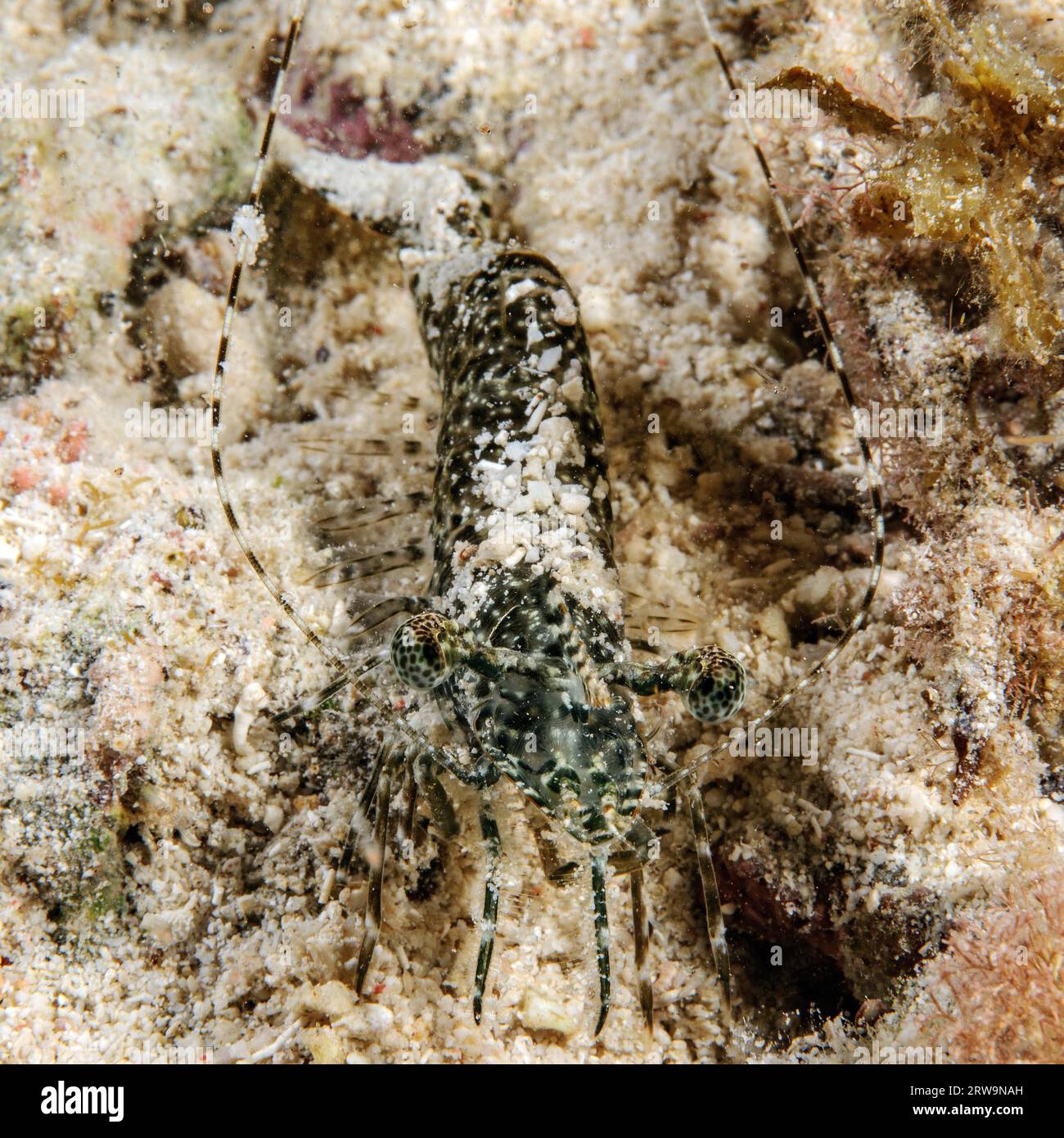 Marbled shrimp (Saron marmoratus) camouflages itself with sand lurks for prey on seabed, Indo-Pacific, Philippine Sea, Cebu, Visayas, Philippines Stock Photo