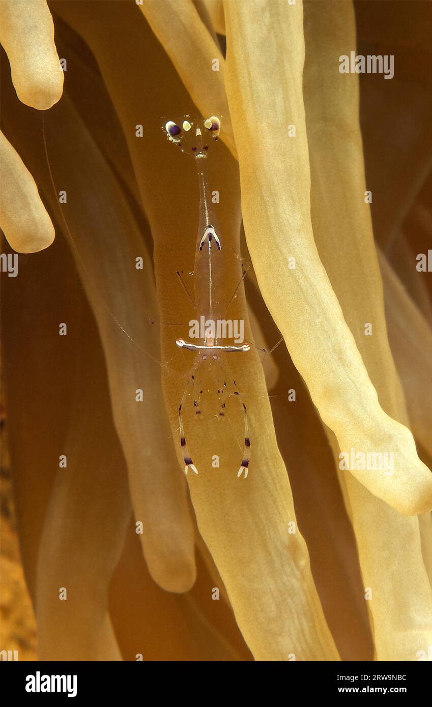 Ancylomenes longicarpus (Periclimenes longicarpus) swims between tentacle arms of in sea anemone Leather anemone (Heteractis crispa), Red Sea, Port Stock Photo
