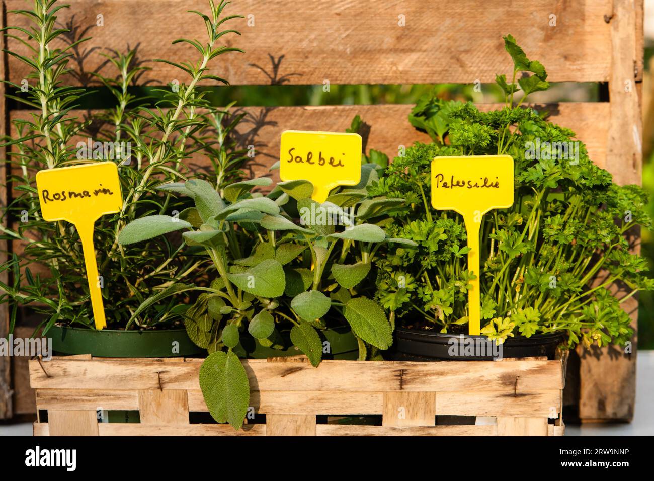 Rosemary, sage (salvia) and parsley, Rosmary and parsley Stock Photo
