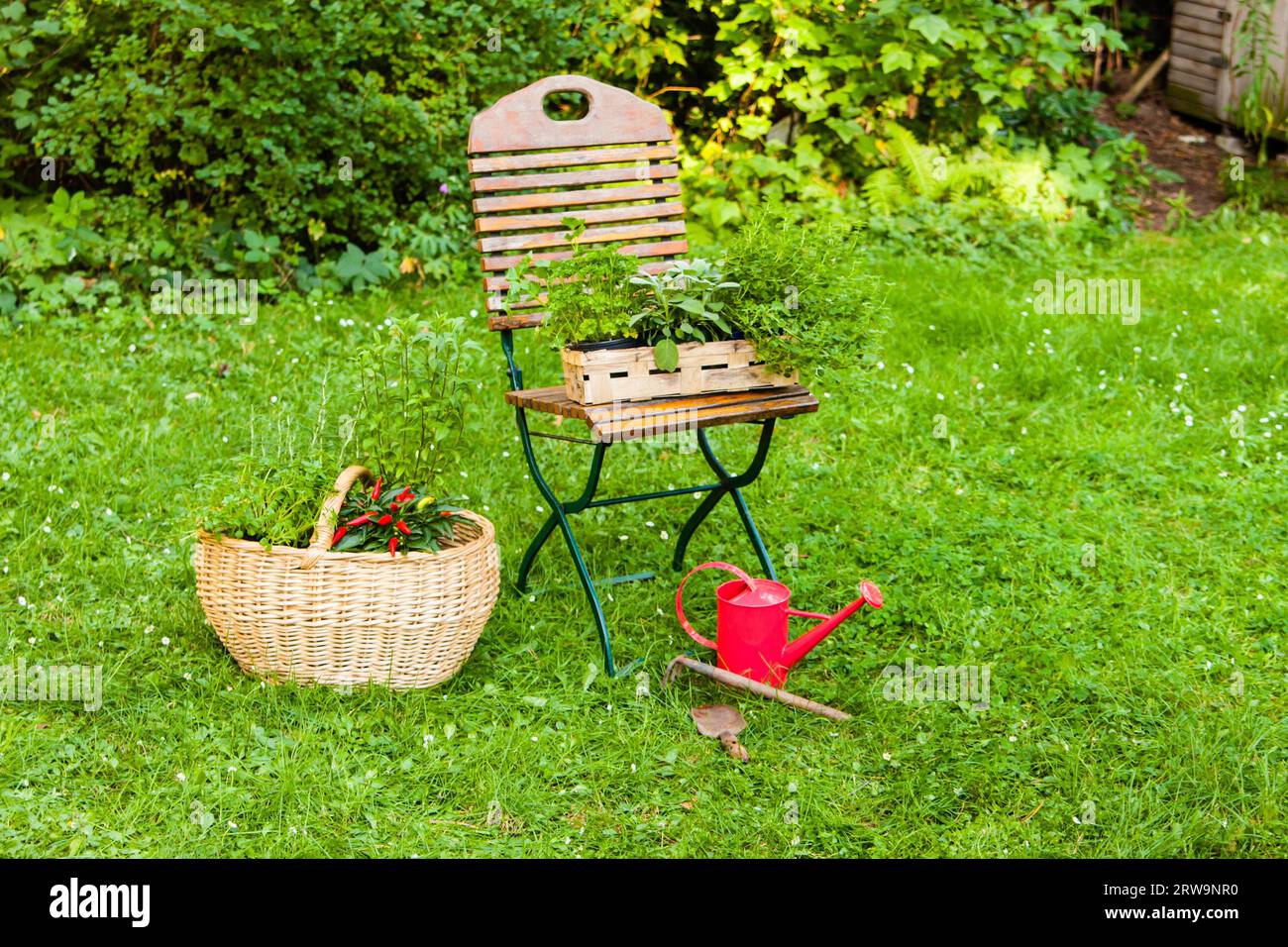 Korb mit Kraeutern im Garten, basket with herbs in a garden Stock Photo