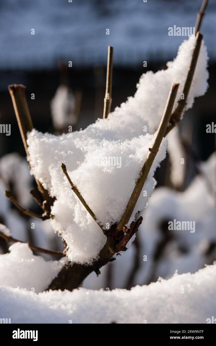Snow-covered branch, snow-covered branch Stock Photo