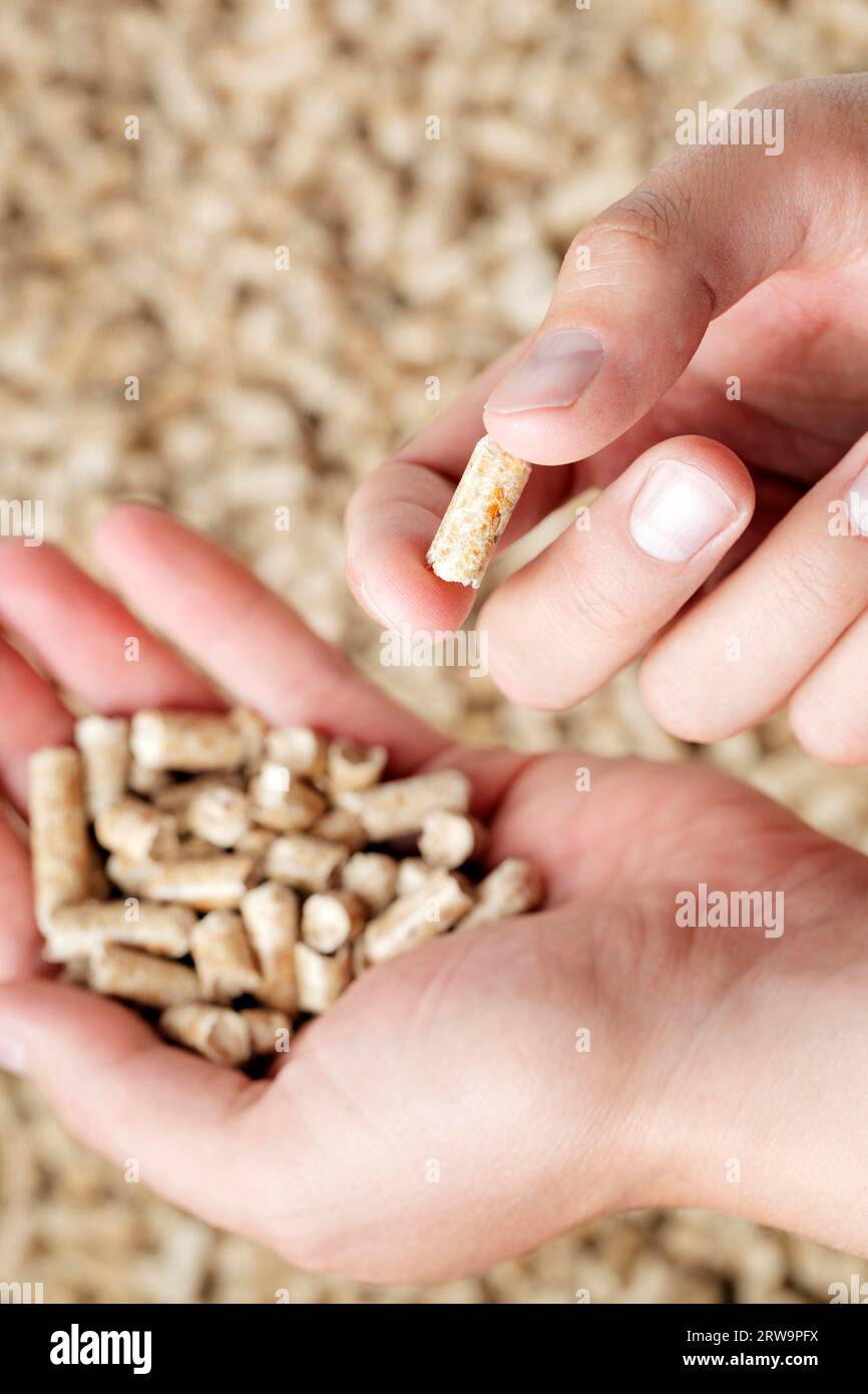 Man holding a wood pellet between his fingers. Wood pellets are made from wood waste and used as renewable fuel Stock Photo