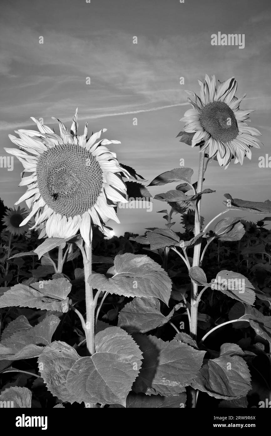 Sunflower flowering Black and White Stock Photos & Images - Alamy